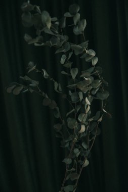 Koyu yeşil arka planda okaliptüs dalı, bitkinin kasvetli fotoğrafı.