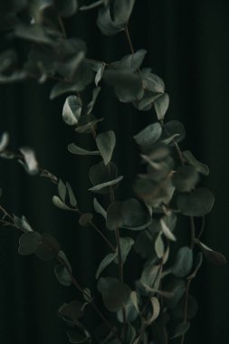 Koyu yeşil arka planda okaliptüs dalı, bitkinin kasvetli fotoğrafı.