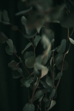 Koyu yeşil arka planda okaliptüs dalı, bitkinin kasvetli fotoğrafı.