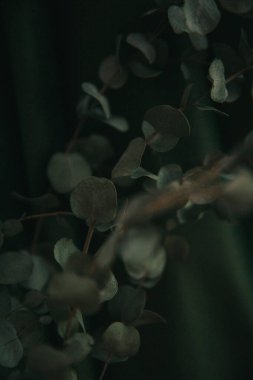 Koyu yeşil arka planda okaliptüs dalı, bitkinin kasvetli fotoğrafı.