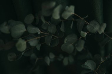 Koyu yeşil arka planda okaliptüs dalı, bitkinin kasvetli fotoğrafı.