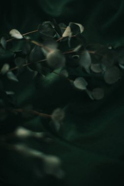 Koyu yeşil arka planda okaliptüs dalı, bitkinin kasvetli fotoğrafı.