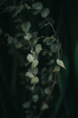 Koyu yeşil arka planda okaliptüs dalı, bitkinin kasvetli fotoğrafı.