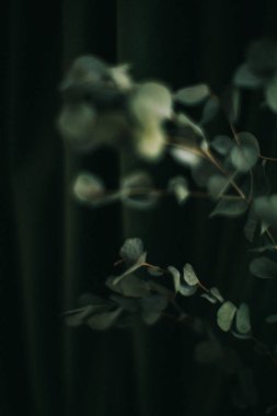 Koyu yeşil arka planda okaliptüs dalı, bitkinin kasvetli fotoğrafı.