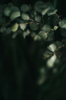 Koyu yeşil arka planda okaliptüs dalı, bitkinin kasvetli fotoğrafı.