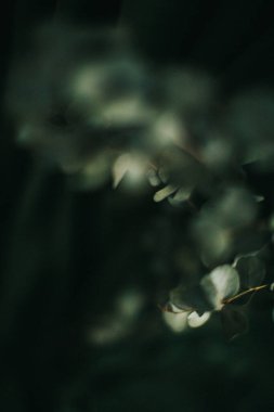 Koyu yeşil arka planda okaliptüs dalı, bitkinin kasvetli fotoğrafı.