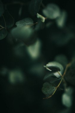 Yeşil okaliptüs, koyu arkaplanda bitkinin yakın, bulanık ve belirsiz fotoğrafını bırakır.