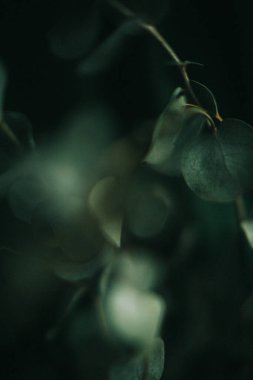 Yeşil okaliptüs, koyu arkaplanda bitkinin yakın, bulanık ve belirsiz fotoğrafını bırakır.