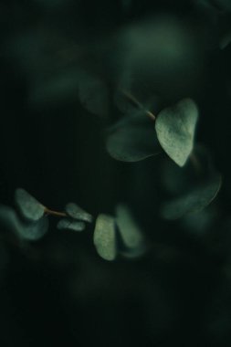 Yeşil okaliptüs, koyu arkaplanda bitkinin yakın, bulanık ve belirsiz fotoğrafını bırakır.