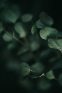 Yeşil okaliptüs, koyu arkaplanda bitkinin yakın, bulanık ve belirsiz fotoğrafını bırakır.