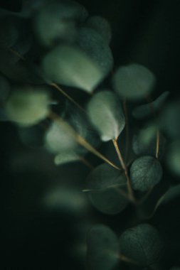 Yeşil okaliptüs, koyu arkaplanda bitkinin yakın, bulanık ve belirsiz fotoğrafını bırakır.