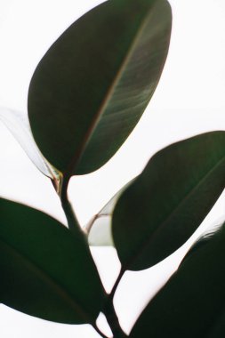 Soyut bitki arkaplanı, makro ficus çiçeği. Metin için boşluk