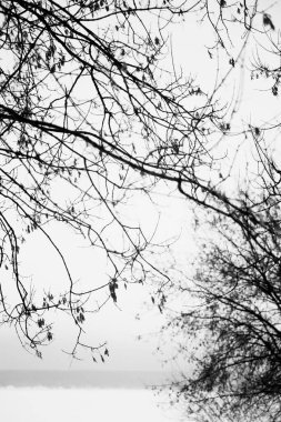 Siyah ve beyaz manzara, ağaçların ve dalların siluetleri beyaz gökyüzü ve karın arka planına karşı. Film gürültü fotoğrafçılığı