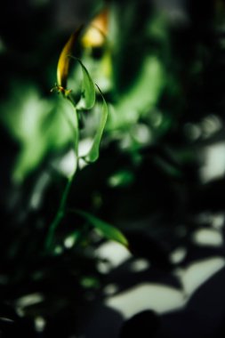 Soyut bahar yeşili arka plan, parlak güneş ışınlarında güzel yeşil dallar, makro fotoğraf