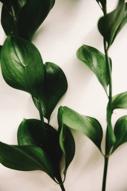 Yeşil bitki dallarının bahar kompozisyonu, metin için bir yer, minimalizm kavramı ve natüralizm