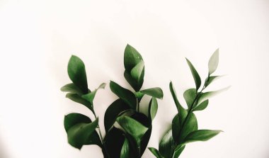 Yeşil bitki dallarının bahar kompozisyonu, metin için bir yer, minimalizm kavramı ve natüralizm