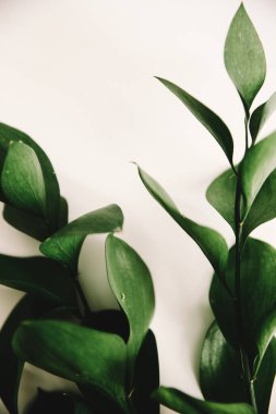 Yeşil bitki dallarının bahar kompozisyonu, metin için bir yer, minimalizm kavramı ve natüralizm