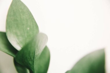 bahar kompozisyonu, yeşillik yakın plan, soyut çiçek arkaplanı