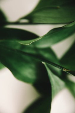 Yeşil bitki dallarının bahar kompozisyonu, metin için bir yer, minimalizm kavramı ve natüralizm