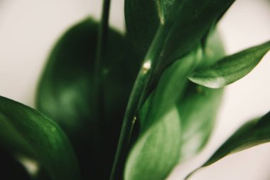 Yeşil bitki dallarının bahar kompozisyonu, metin için bir yer, minimalizm kavramı ve natüralizm