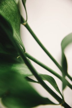 Yeşil bitki dallarının bahar kompozisyonu, metin için bir yer, minimalizm kavramı ve natüralizm