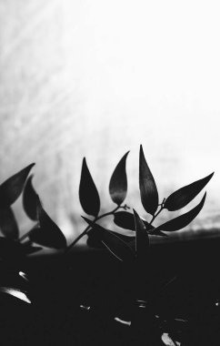 soyut bitki arkaplanı, gölgeler ve güneş yaprakları, bitkilerin siyah ve beyaz çerçevesi