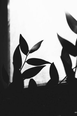 soyut bitki arkaplanı, gölgeler ve güneş yaprakları, bitkilerin siyah ve beyaz çerçevesi