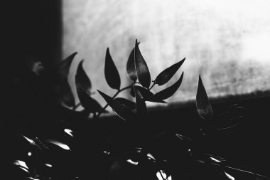 soyut bitki arkaplanı, gölgeler ve güneş yaprakları, bitkilerin siyah ve beyaz çerçevesi