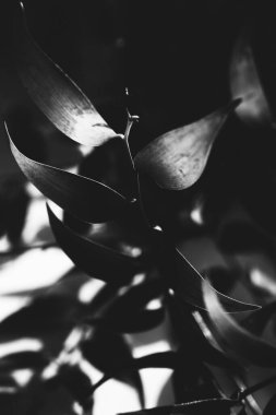 soyut bitki arkaplanı, gölgeler ve güneş yaprakları, bitkilerin siyah ve beyaz çerçevesi