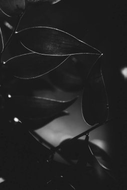 soyut bitki arkaplanı, gölgeler ve güneş yaprakları, bitkilerin siyah ve beyaz çerçevesi