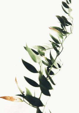 Bitkinin yeşil dalı, bahar kompozisyonu, yeşilliğin yakın çekimi.