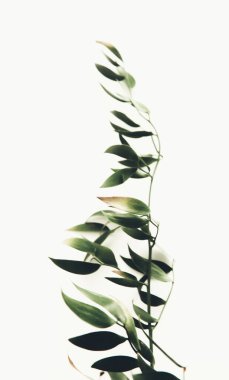 Bitkinin yeşil dalı, bahar kompozisyonu, yeşilliğin yakın çekimi.