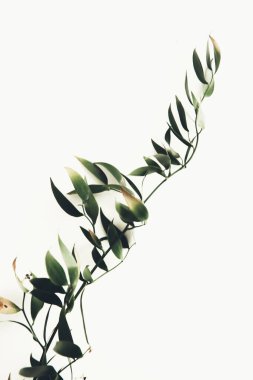 Bitkinin yeşil dalı, bahar kompozisyonu, yeşilliğin yakın çekimi.