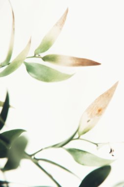 Bulanık yeşil yaprak soyutlaması