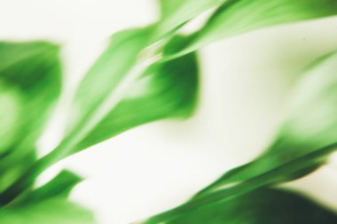 Bulanık yeşil yaprak soyutlaması