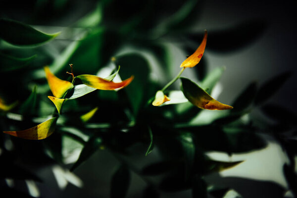 abstract spring green background, beautiful green branches in the rays of the bright sun, macro photo