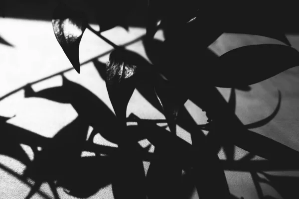 abstract plant background, silhouettes and shadows of leaves in the sun, black and white frame of plants