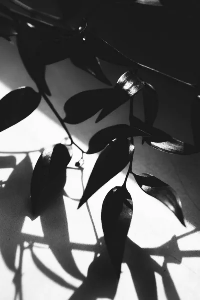 abstract plant background, silhouettes and shadows of leaves in the sun, black and white frame of plants