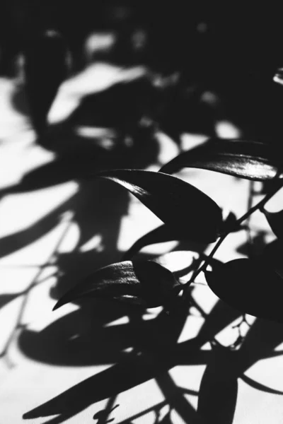 abstract plant background, silhouettes and shadows of leaves in the sun, black and white frame of plants