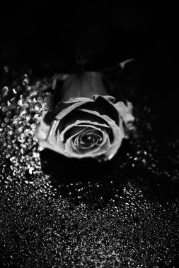  Islak yüzeyde yemyeşil gül, yağmurda ıslak gül