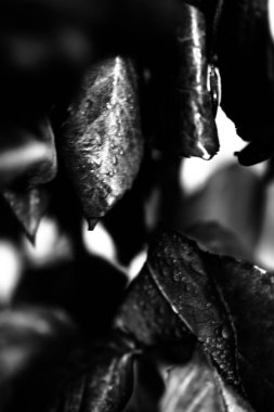 Gül yapraklarına su damlaları, çiçeğin siyah beyaz fotoğrafı, metin için boşluk