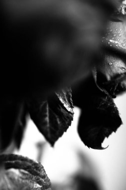 Gül yapraklarına su damlaları, çiçeğin siyah beyaz fotoğrafı, metin için boşluk