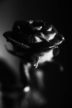 Bir ışık demetinin arka planında bir gülün silueti, bir gül goncasının sanat fotoğrafı