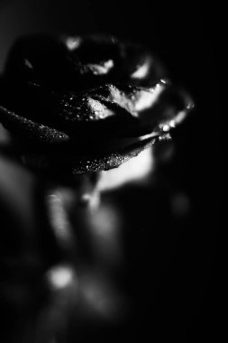 Bir ışık demetinin arka planında bir gülün silueti, bir gül goncasının sanat fotoğrafı