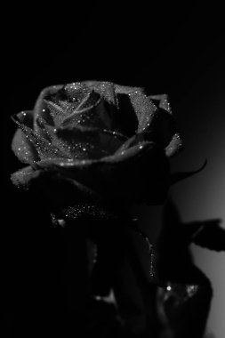 güzel siyah ve beyaz bir gül çiçeği fotoğrafı, gül yapraklarının üzerine su damlaları, bir bitkinin sanat fotoğrafı, metin için yer