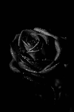 güzel siyah ve beyaz bir gül çiçeği fotoğrafı, gül yapraklarının üzerine su damlaları, bir bitkinin sanat fotoğrafı, metin için yer