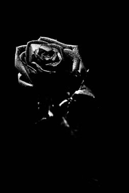 güzel siyah ve beyaz bir gül çiçeği fotoğrafı, gül yapraklarının üzerine su damlaları, bir bitkinin sanat fotoğrafı, metin için yer