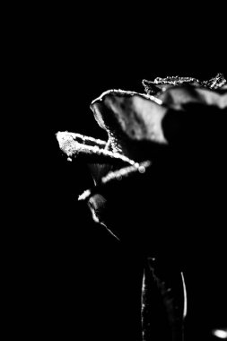 güzel siyah ve beyaz bir gül çiçeği fotoğrafı, gül yapraklarının üzerine su damlaları, bir bitkinin sanat fotoğrafı, metin için yer