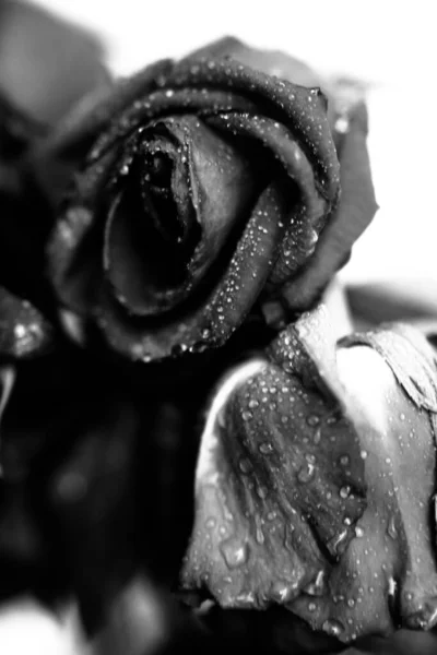 black and white photo of a rose, fuzzy and blurry floral abstract background, raindrops on the flower and leaves