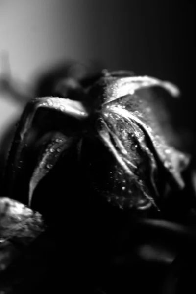 black and white photo of a rose, fuzzy and blurry floral abstract background, raindrops on the flower and leaves